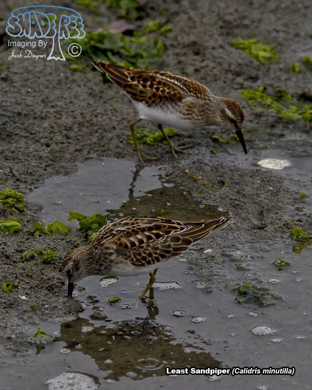 Least Sandpiper - Calidris minutilla