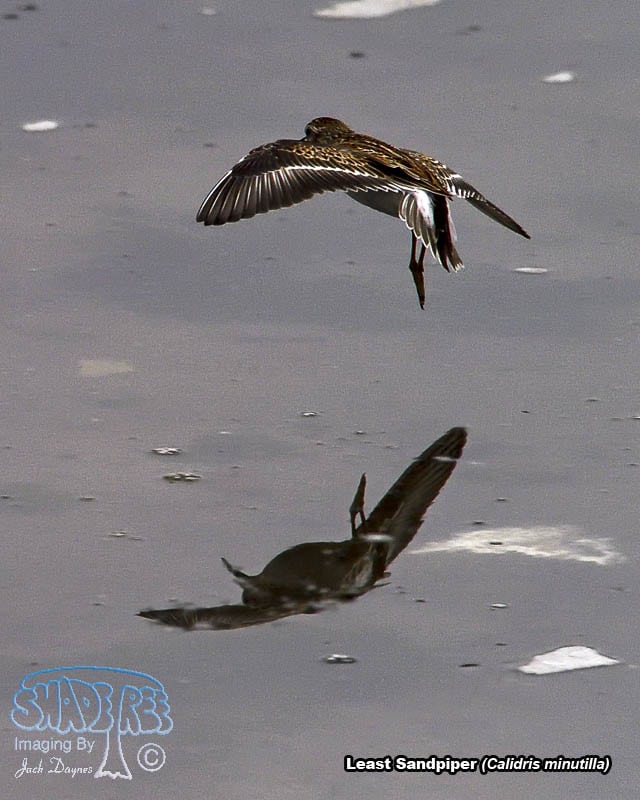 Least Sandpiper - Calidris minutilla