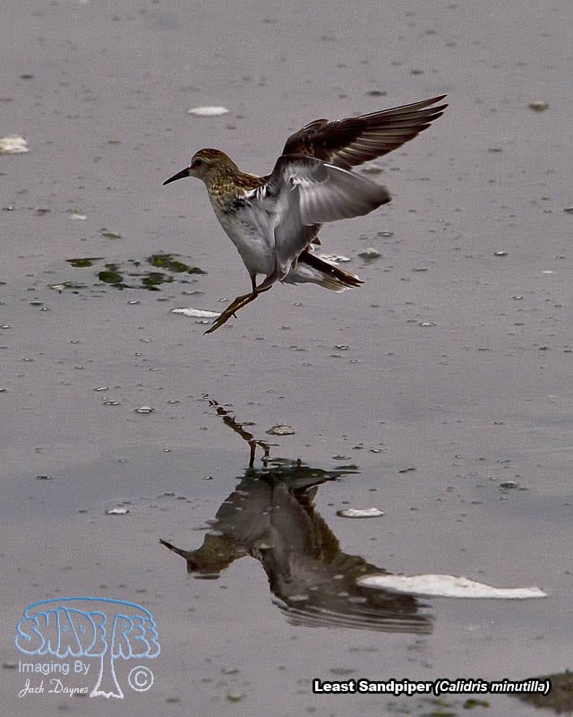 Least Sandpiper - Calidris minutilla