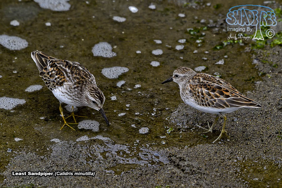 Least Sandpiper - Calidris minutilla