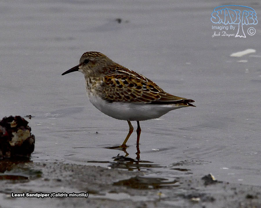 Least Sandpiper - Calidris minutilla