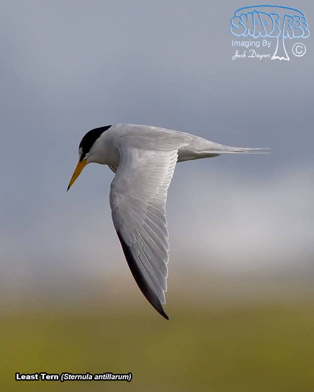 Least Tern - Sternula antillarum