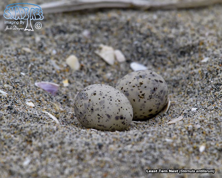 Least Tern - Sternula antillarum