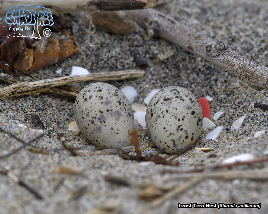 Least Tern - Sternula antillarum
