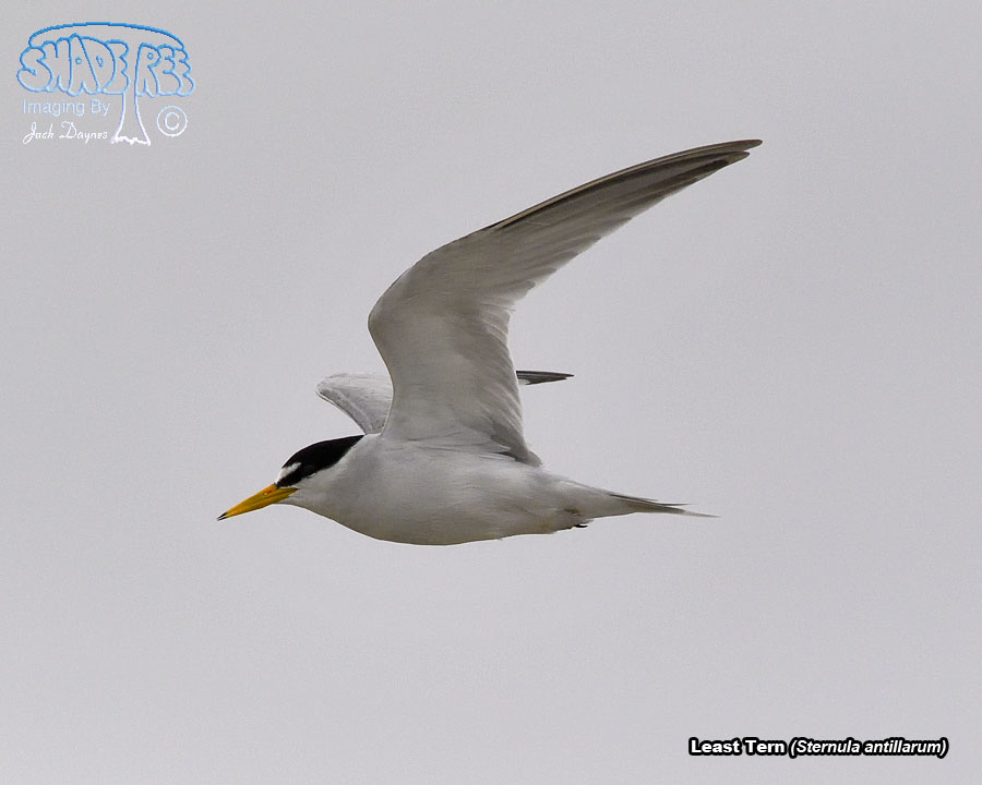 Least Tern - Sternula antillarum