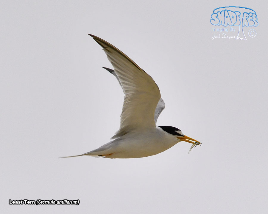 Least Tern - Sternula antillarum
