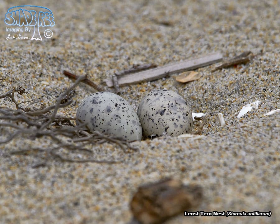 Least Tern - Sternula antillarum