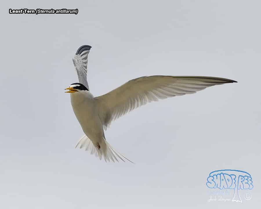 Least Tern - Sternula antillarum