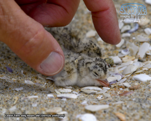 2017-06-01 Nesting at Border Field