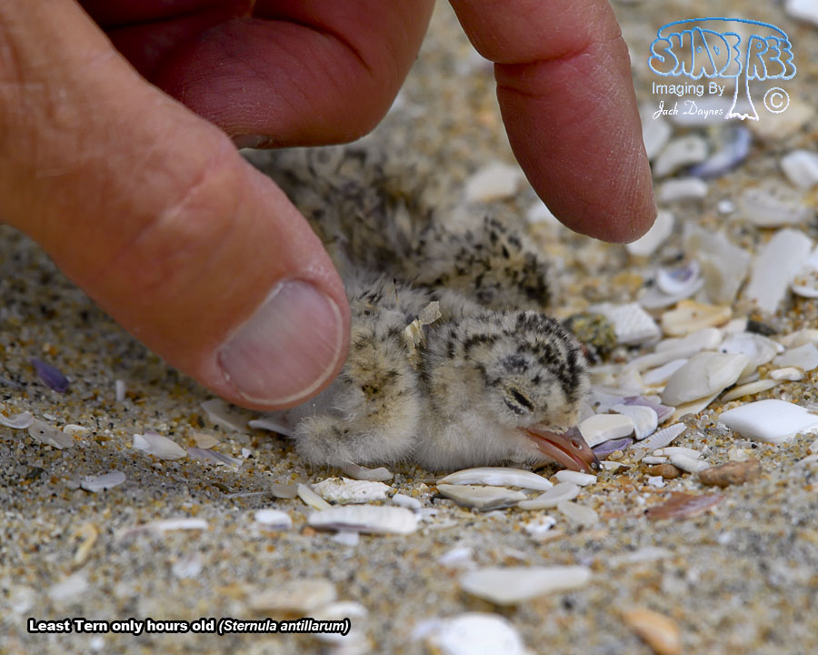 Least Tern - Sternula antillarum