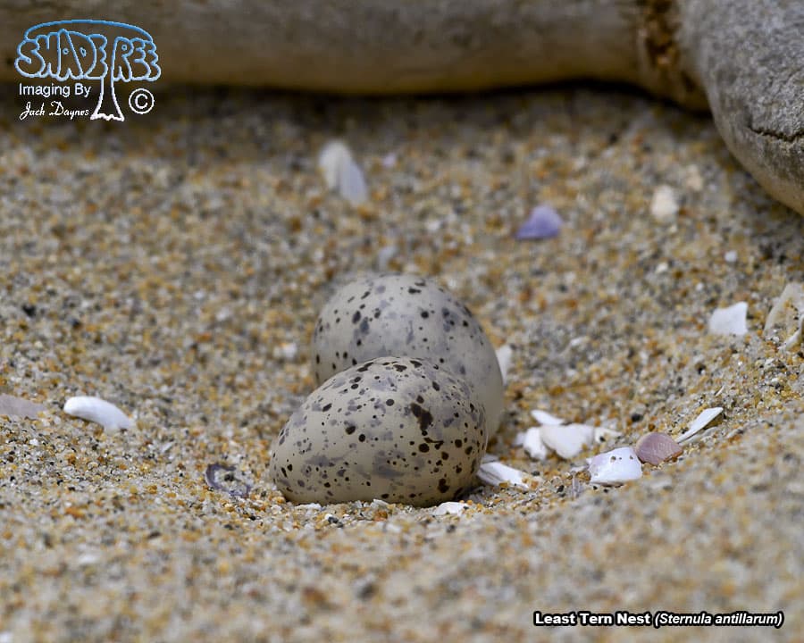 Least Tern - Sternula antillarum