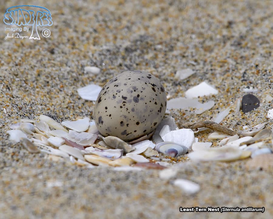 Least Tern - Sternula antillarum