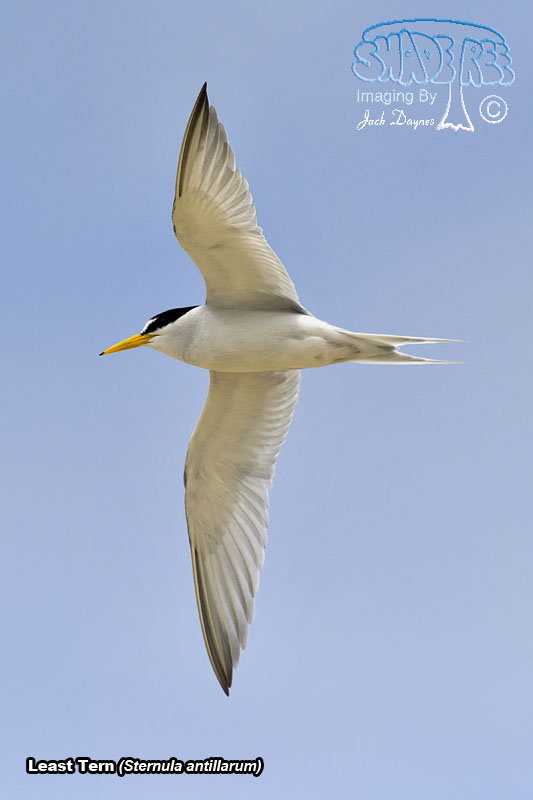Least Tern - Sternula antillarum