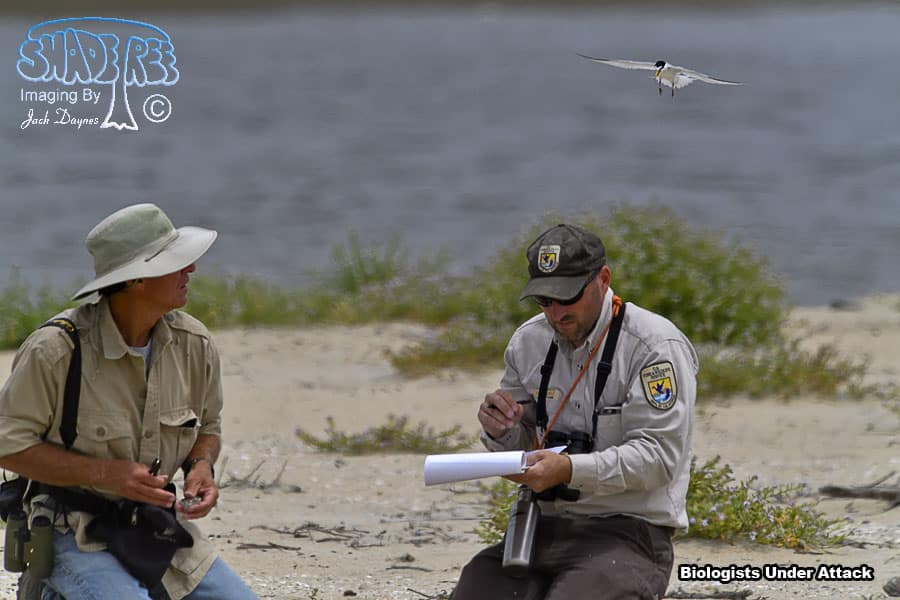 Least Tern - Sternula antillarum