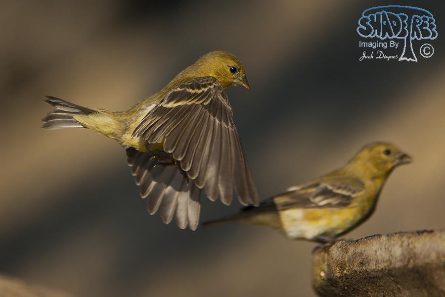 Lesser Goldfinch - Spinus psaltria