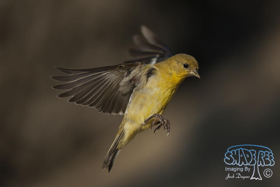 Lesser Goldfinch - Spinus psaltria