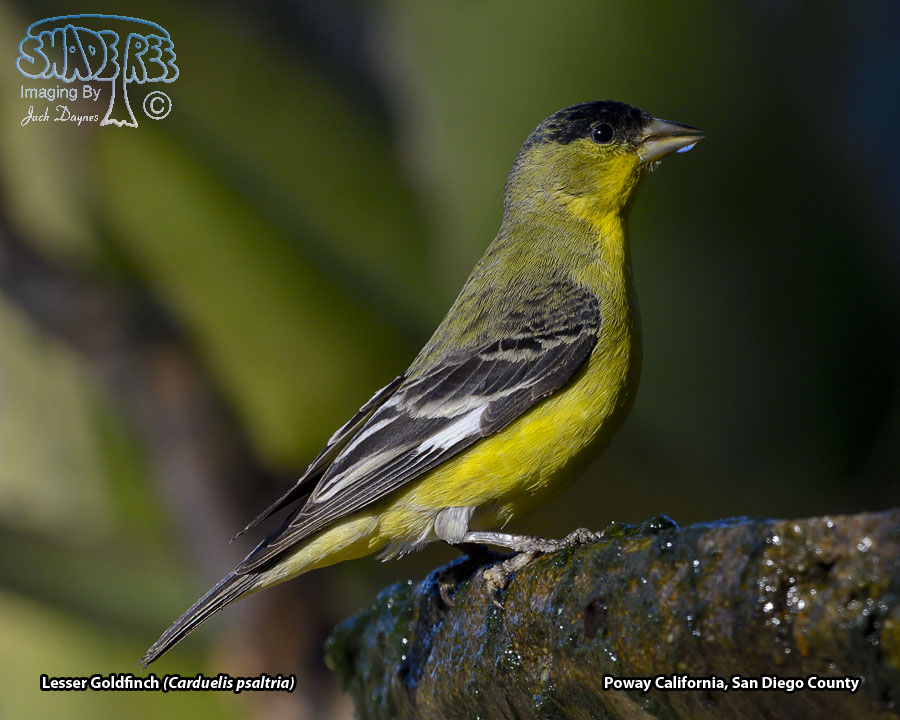 Lesser Goldfinch - Spinus psaltria