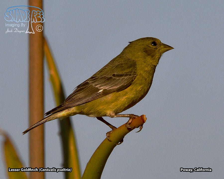 Lesser Goldfinch - Carduelis psaltria
