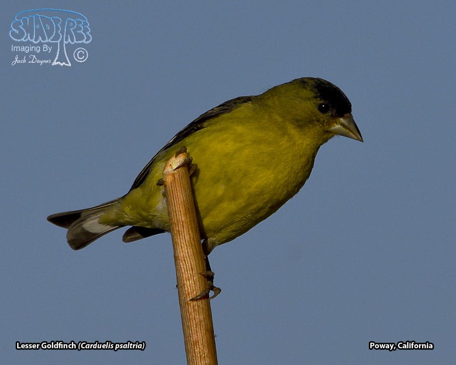 Lesser Goldfinch - Spinus psaltria