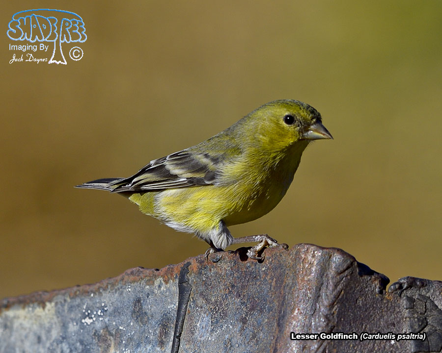 Lesser Goldfinch - Carduelis psaltria