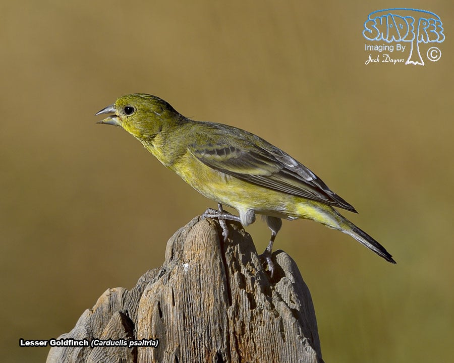 Lesser Goldfinch - Spinus psaltria