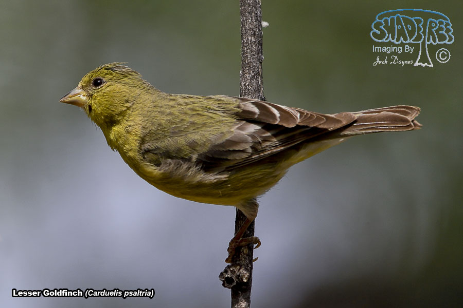 Lesser Goldfinch - Spinus psaltria