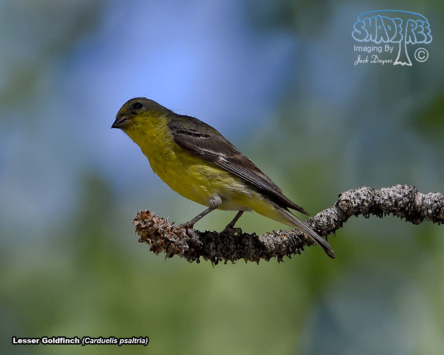 Lesser Goldfinch - Spinus psaltria