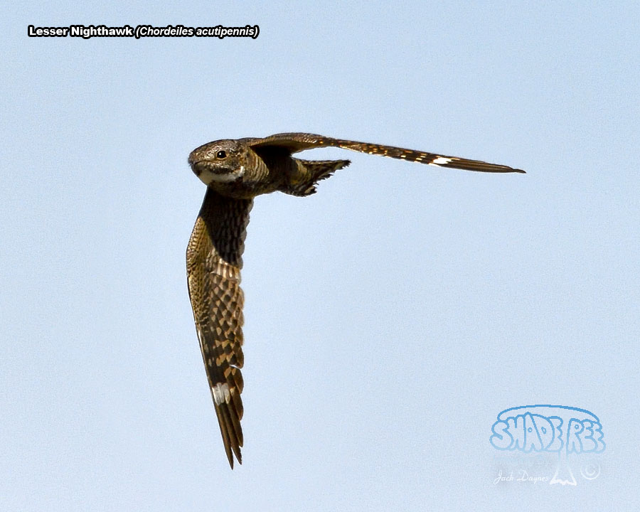 Lesser Nighthawk - Chordeiles acutipennis