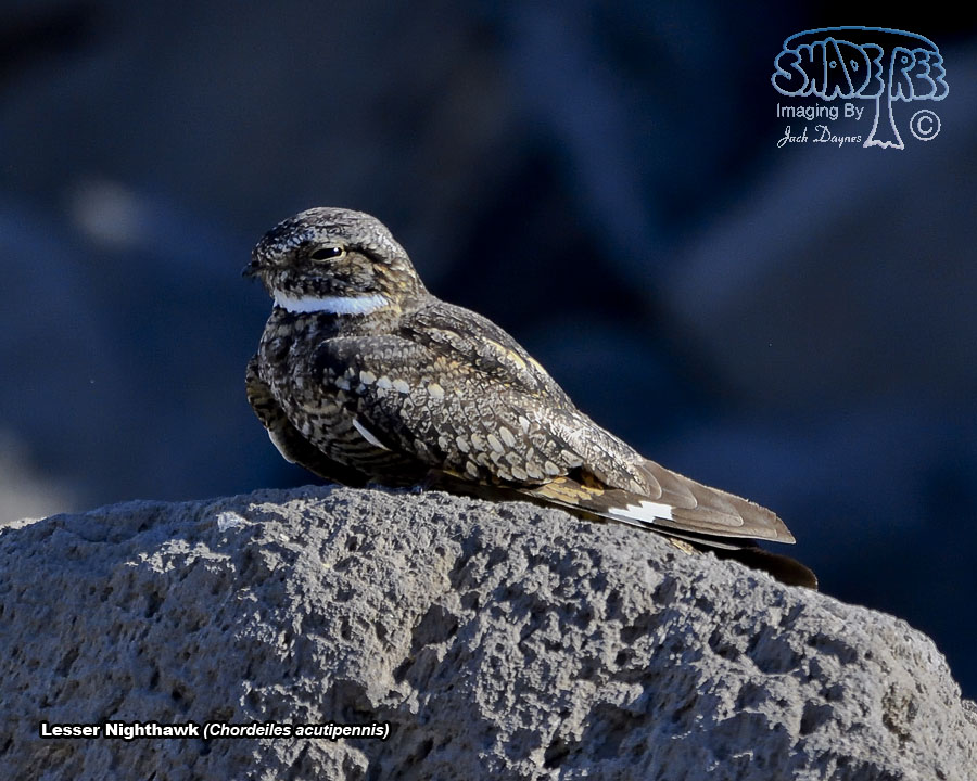 Lesser Nighthawk - Chordeiles acutipennis