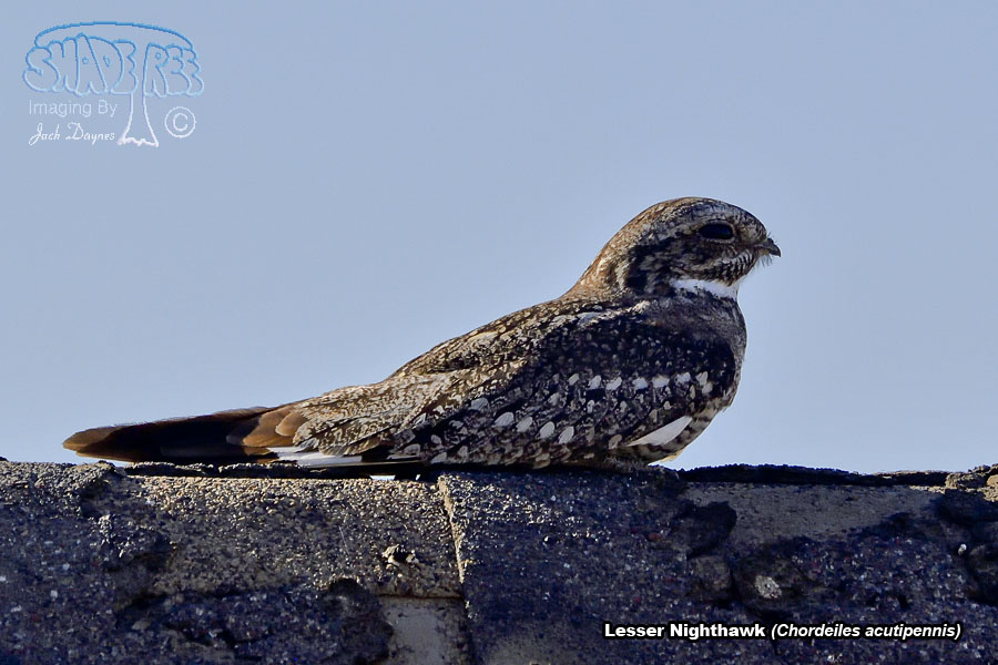 Lesser Nighthawk - Chordeiles acutipennis