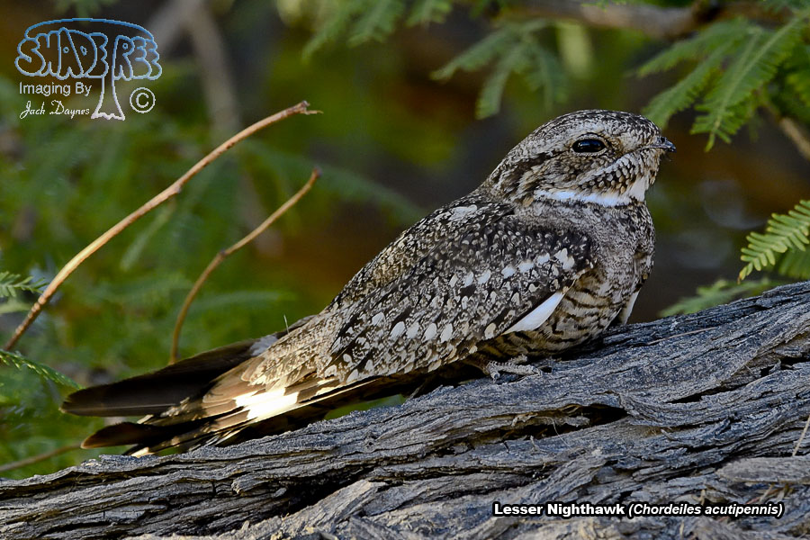 Lesser Nighthawk - Chordeiles acutipennis