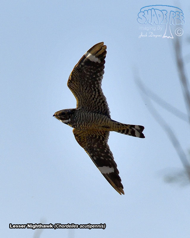 Lesser Nighthawk - Chordeiles acutipennis