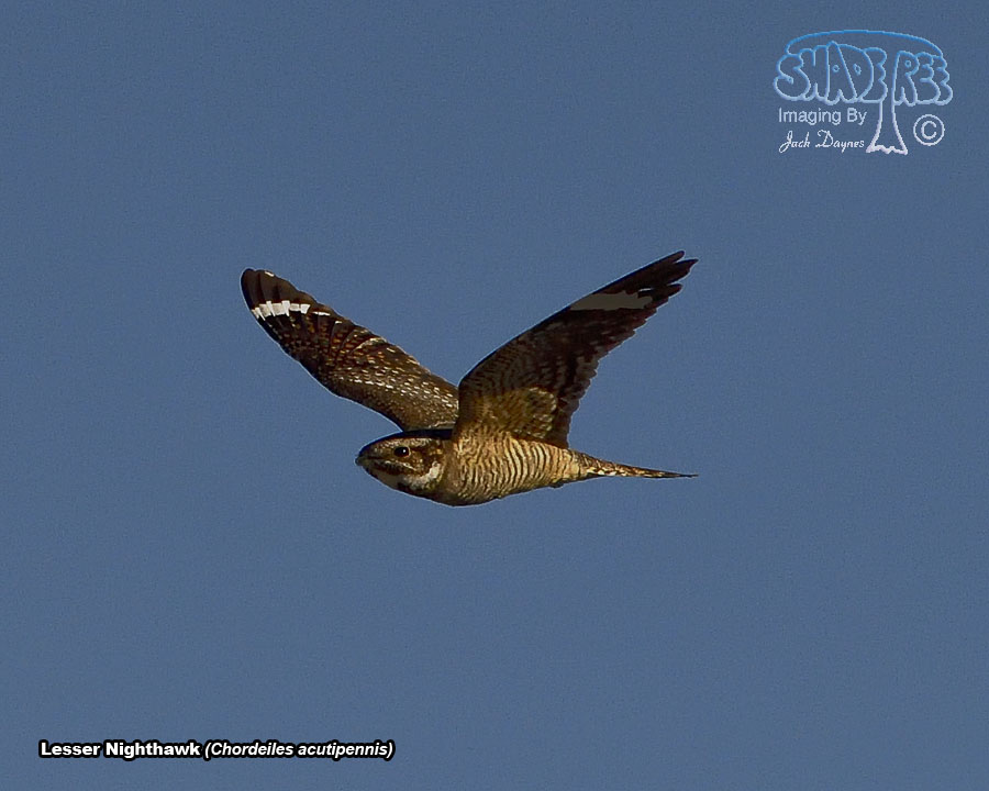 Lesser Nighthawk - Chordeiles acutipennis