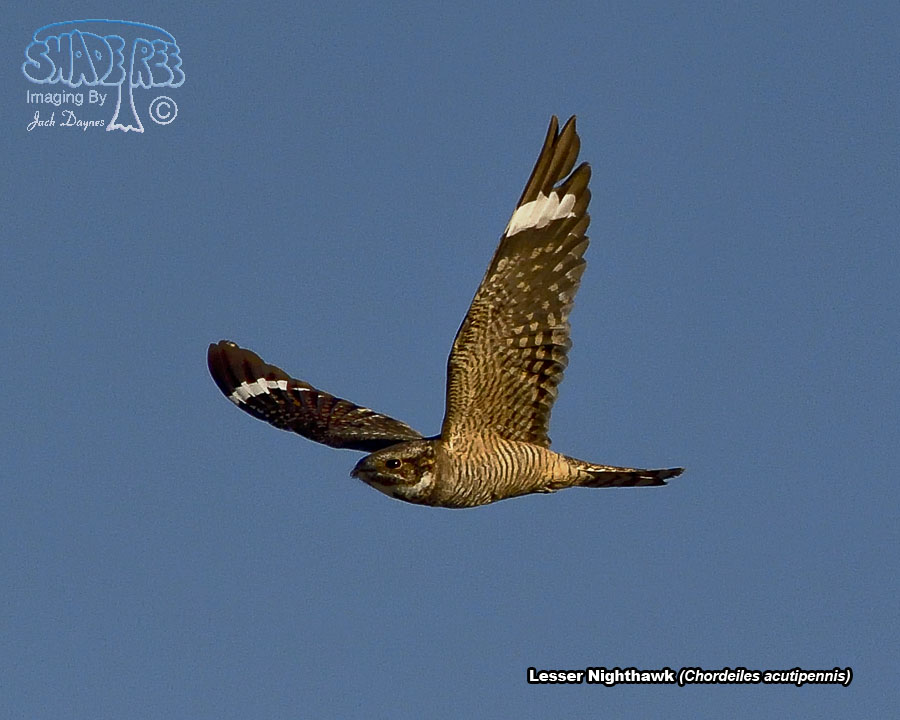Lesser Nighthawk - Chordeiles acutipennis