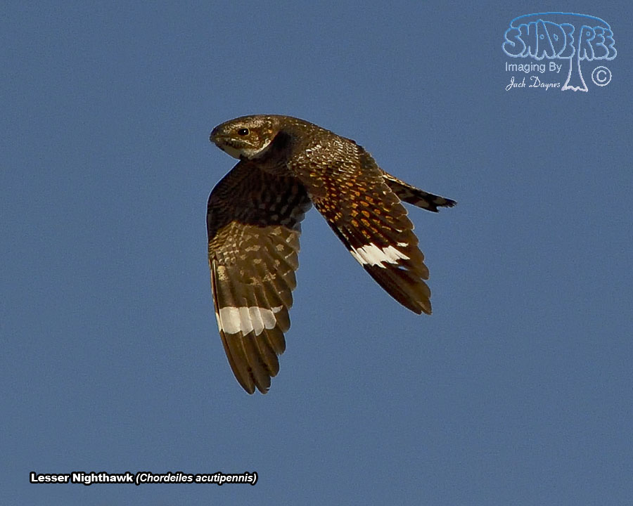 Lesser Nighthawk - Chordeiles acutipennis