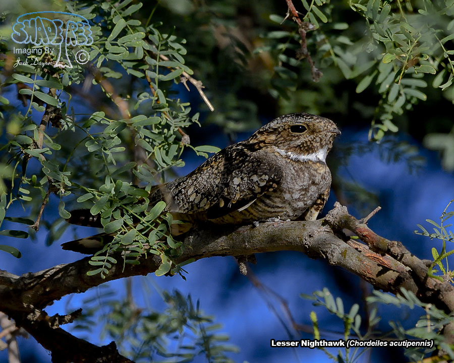 Lesser Nighthawk - Chordeiles acutipennis