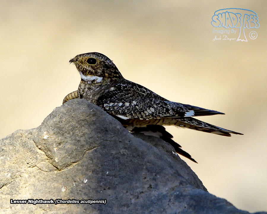 Lesser Nighthawk - Chordeiles acutipennis