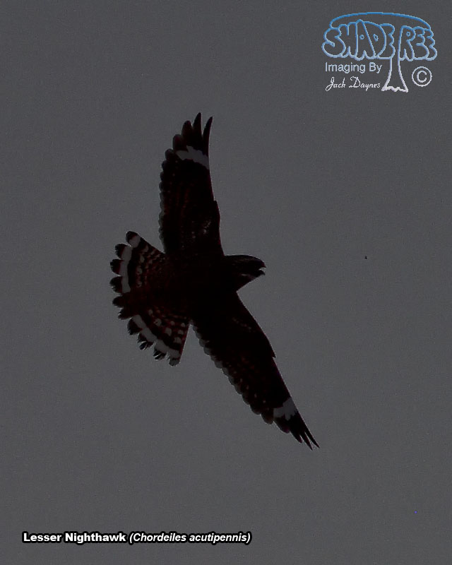 Lesser Nighthawk - Chordeiles acutipennis