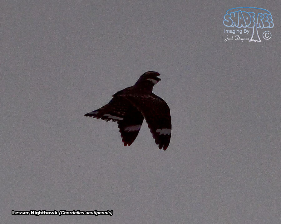 Lesser Nighthawk - Chordeiles acutipennis