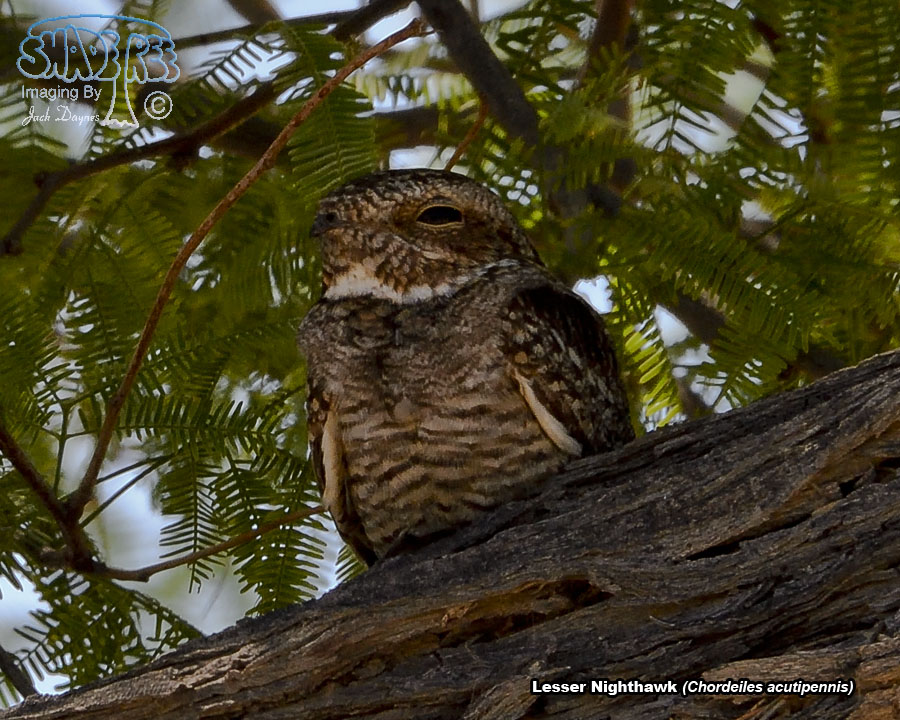 Lesser Nighthawk - Chordeiles acutipennis
