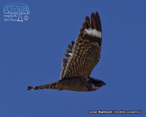 2017-04-20 Salton Sea: Bowles Road to Red Hill