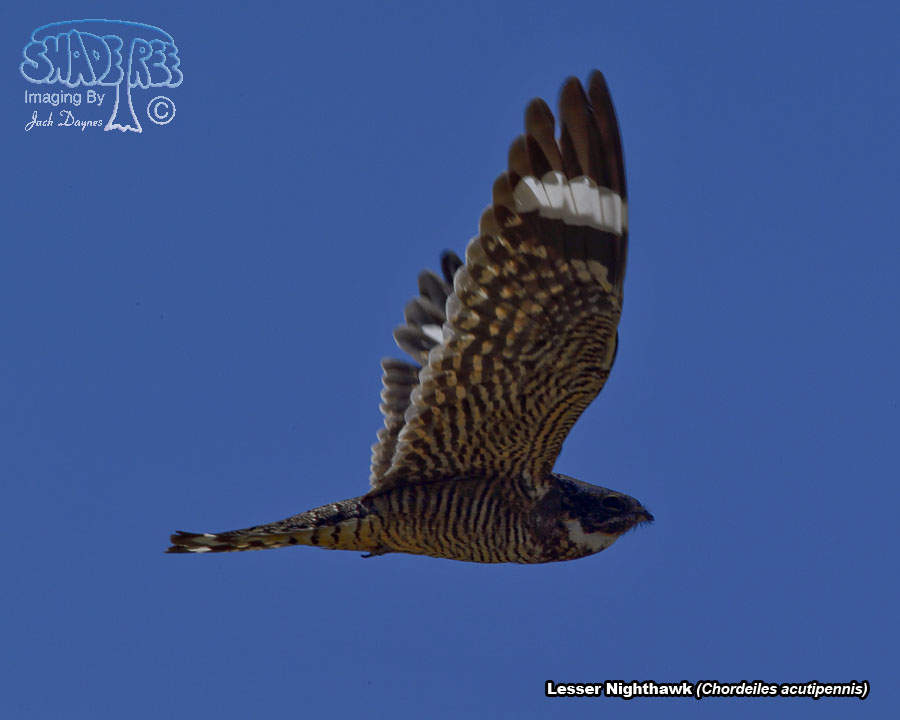 Lesser Nighthawk - Chordeiles acutipennis