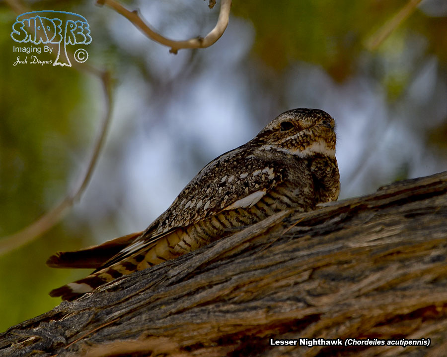 Lesser Nighthawk - Chordeiles acutipennis