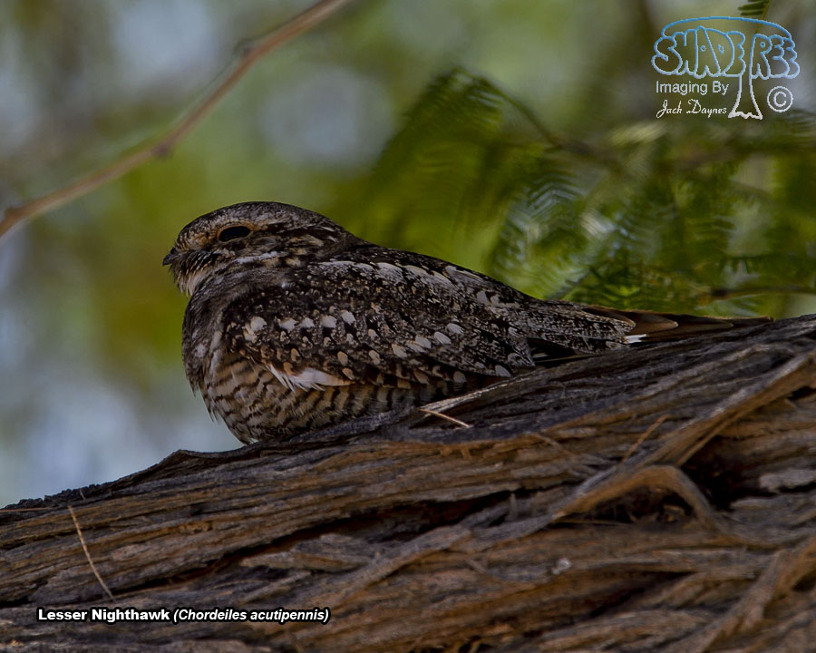 Lesser Nighthawk - Chordeiles acutipennis
