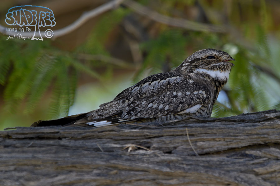 Lesser Nighthawk - Chordeiles acutipennis