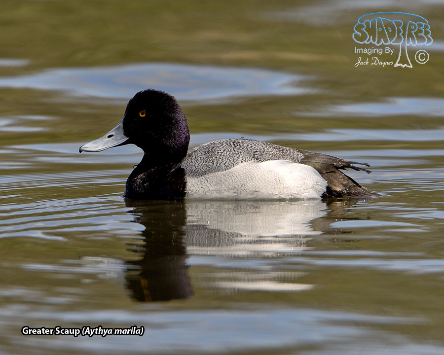Lesser Scaup - Aythya affinis