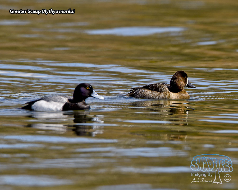Lesser Scaup - Aythya affinis