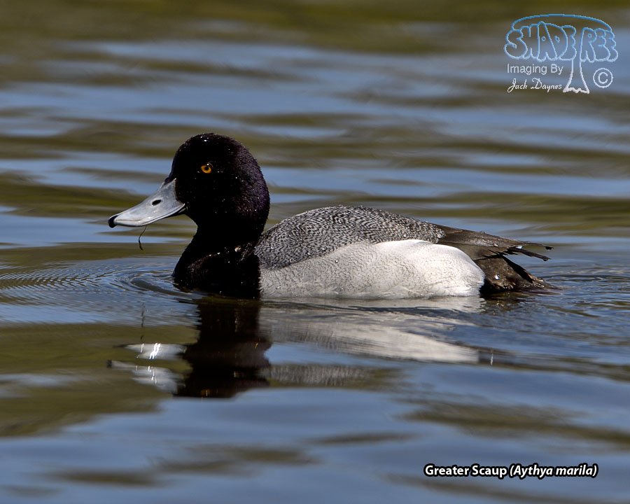Lesser Scaup - Aythya affinis