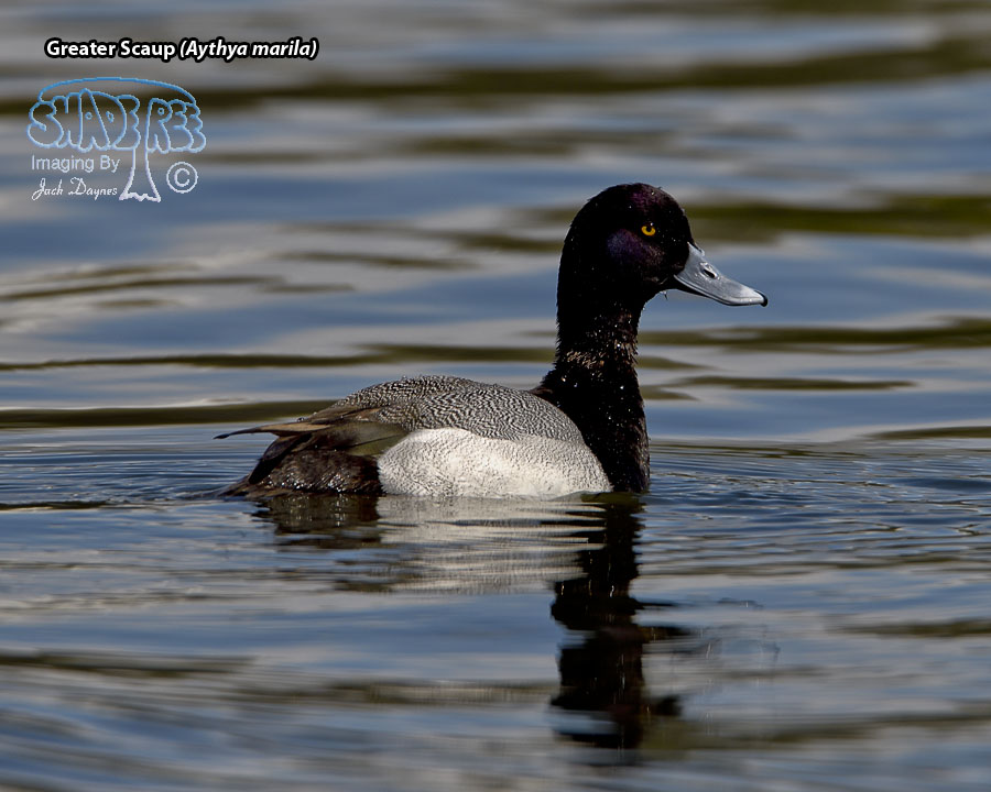 Lesser Scaup - Aythya affinis