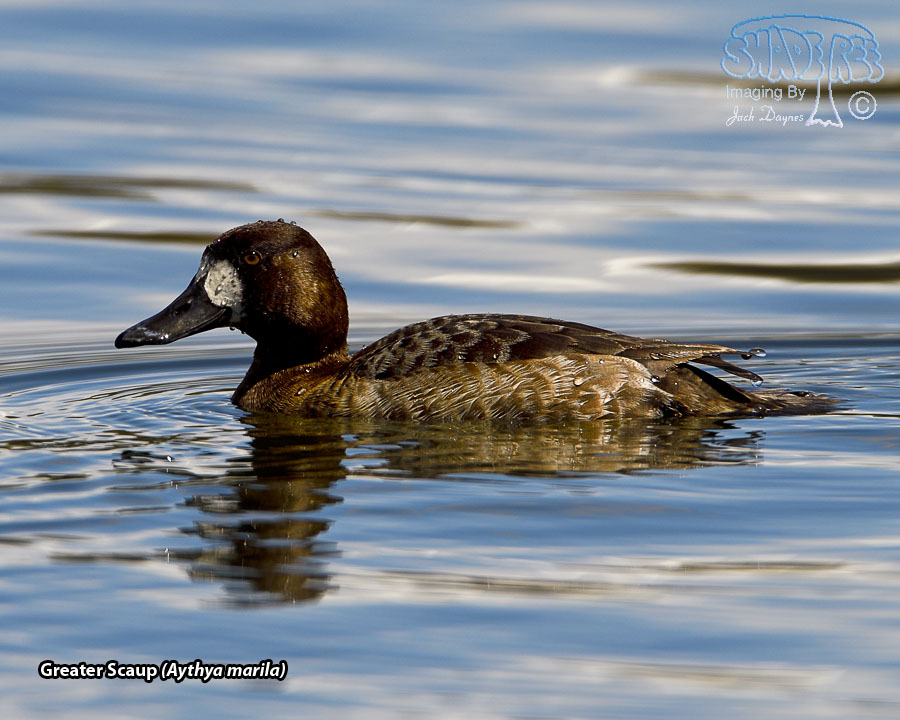 Lesser Scaup - Aythya affinis